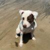 Margot - Un Anno (nata indicativamente il 1 Giugno 2024)  - Mix Amstaff  - Taglia: Media   Foto 6